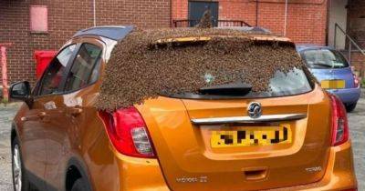 Moment driver's new car becomes SWARMED by bees - even inside the boot - www.manchestereveningnews.co.uk - city Cheshire