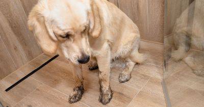 The 65p cleaning hack to banish pet odours and stains experts swear by in summer - www.dailyrecord.co.uk - Britain