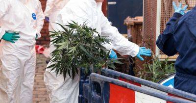 Drop in North Ayrshire drug supply charges as cannabis farms decrease - www.dailyrecord.co.uk