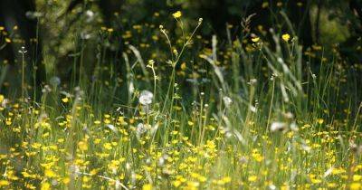 Met Office issues pollen count update and it's bad news for hay fever sufferers - www.manchestereveningnews.co.uk - Britain - Scotland - Manchester - Ireland
