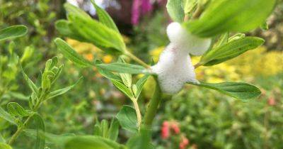 Warning not to touch 'harmful' froth that appears on garden plants in summer - www.dailyrecord.co.uk - Britain - Beyond