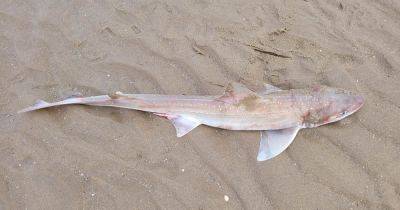 Sharks washed up on North Wales beach in numbers ‘never seen before’ - www.manchestereveningnews.co.uk - Britain - Spain