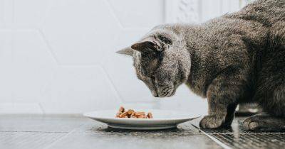 Pet food Amazon Prime Day deals to stock up on with 39% off Whiskas and Purina - www.dailyrecord.co.uk - Britain - Beyond