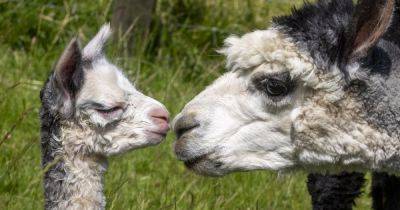 Pics of newborn alpaca and mum at West Lothian park will melt your heart! - www.dailyrecord.co.uk