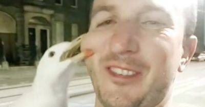 Man attacked by seagull while filming selfie video with bird in Scots city - www.dailyrecord.co.uk - Scotland