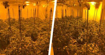 Man arrested after huge cannabis farm uncovered by police - www.manchestereveningnews.co.uk - Manchester