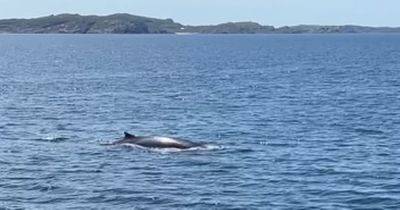 Moment world's second largest whale spotted by tourist boat off west coast of Scotland - www.dailyrecord.co.uk - Scotland - Beyond