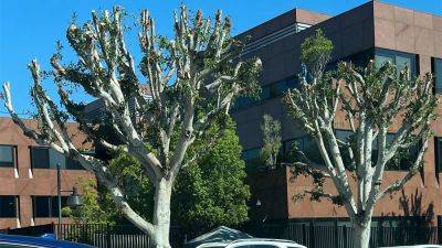 WGA/SAG File Federal Complaint Over Construction Outside NBCUniversal; City Controller Investigating Trimmed Ficus Trees - deadline.com