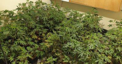 Police hunt underway after £400,000 cannabis farm busted - www.manchestereveningnews.co.uk