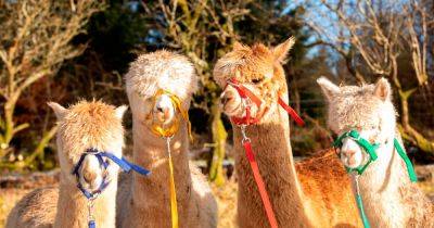 Funding which helped launch South Ayrshire alpaca trek experience is open to applicants - www.dailyrecord.co.uk - Peru - city Santiago