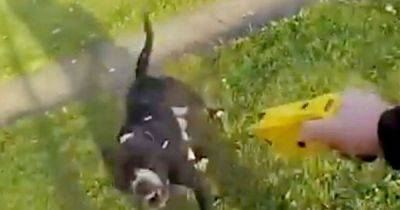 Terrifying moment screams heard as American XL Bully dog charges at police officers - www.manchestereveningnews.co.uk - Britain - USA