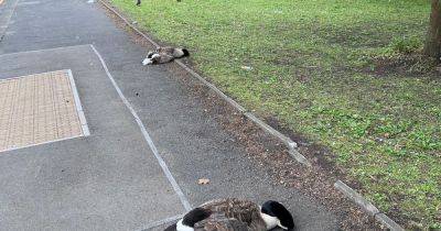 Van 'deliberately' ploughs into flock of geese crossing road' in Salford - www.manchestereveningnews.co.uk