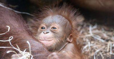 Baby orangutan born at Blackpool Zoo shown off by proud mother - www.manchestereveningnews.co.uk - Netherlands