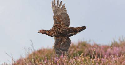 United Utilities to end grouse shooting on its moorlands - www.manchestereveningnews.co.uk