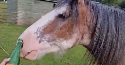 Shocking footage shows person feeding Buckfast to horses at Scots farm - www.dailyrecord.co.uk - Scotland - Centre - county Livingston