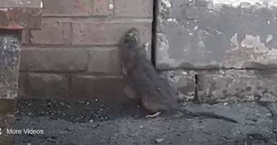 Startled Scots binmen film rat 'the size of a cat' scuttering around city estate - www.dailyrecord.co.uk - Scotland