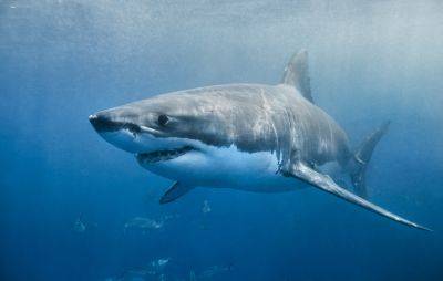 Cocaine sharks may be eating drugs left in the sea, scientists say - www.nme.com - Britain - Florida