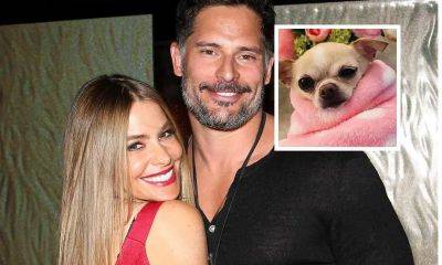 Sofia Vergara and Joe Manganiello to resolve custody of dog Bubbles amid divorce - us.hola.com