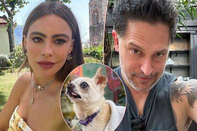 Sofia Vergara & Joe Manganiello's Major Divorce Problem: Who Gets Custody Of Their Dog?? - perezhilton.com - city Sofia - county Love