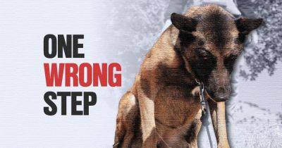 The dogs saving lives on Iraq's deadly minefields - www.manchestereveningnews.co.uk - Manchester - Norway - Belgium - Iraq - Kurdistan