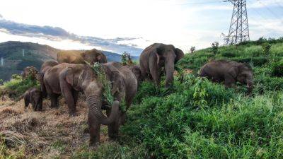 ‘The Elephant Odyssey’: IMAX, Beach House & China Review Studio Team For Feature Documentary - deadline.com - China