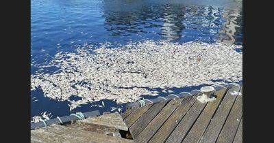 Warning over more fish deaths as temperatures set to spike after thousands die in Salford Quays - www.manchestereveningnews.co.uk - Britain - Manchester - Birmingham