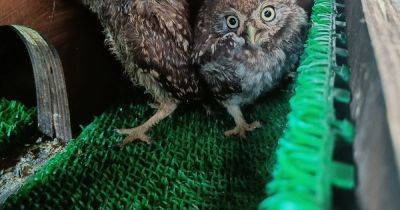 Rescuers say young owls trapped in Glastonbury's Pyramid stage exposed to '48 hours of loud music' - www.manchestereveningnews.co.uk - Centre - county Somerset