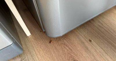 Scots woman 'left in tears' after finding mould and cockroaches in new flat - www.dailyrecord.co.uk - Scotland - Beyond