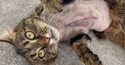 West Lothian vets save life of cat with massive tumour - www.dailyrecord.co.uk - Scotland - county Livingston