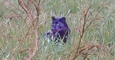 'Proof' surfaces of big cat predator prowling around UK countryside - www.dailyrecord.co.uk - Britain