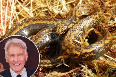 Harrison Ford reacts to new snake species named after him: ‘Humbling’ - nypost.com - USA - Peru - Indiana - county Harrison - county Ford