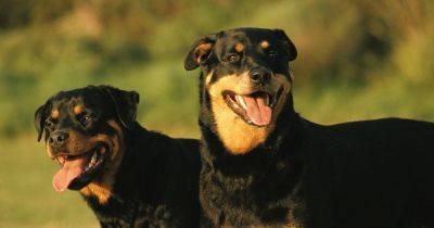 Woman mauled by pair of Rottweilers after she ‘went to pet them' - www.dailyrecord.co.uk - Scotland - Beyond