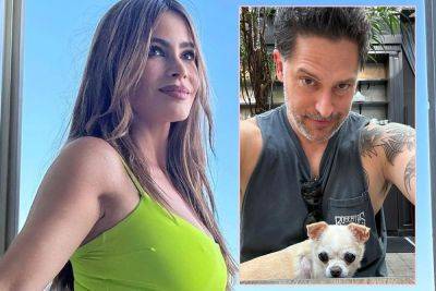 Sofia Vergara Giving Joe Manganiello Her Dog In Divorce Because It Likes Him Better! - perezhilton.com - California