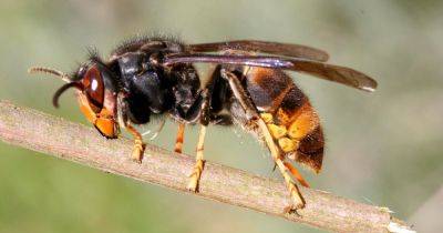 Garden expert warns deadly Asian Hornet invasion 'expected' to arrive in UK - www.dailyrecord.co.uk - Britain - Spain - Italy - Greece