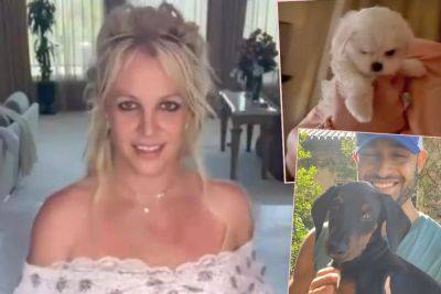 Britney Spears Gets THE LITERAL CUTEST PUP EVER After Giving Dog To Sam Asghari In Divorce! - perezhilton.com