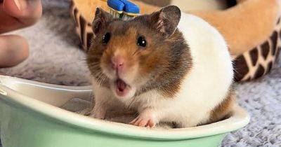 Scots hamsters living high-life as the mini TikTok stars treated 'like babies' - www.dailyrecord.co.uk - Scotland - Syria