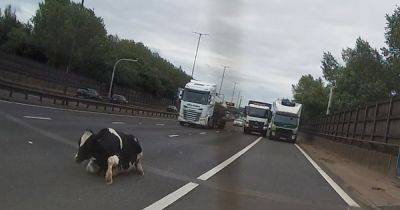 Dramatic moment COW falls from lorry into live traffic on M6 - www.manchestereveningnews.co.uk