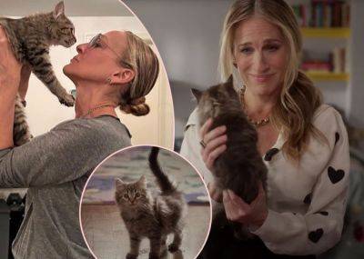 Sarah Jessica Parker Adopted That AJLT Rescue Kitten FOR REAL! - perezhilton.com