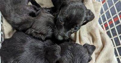Six poorly pups were dumped in 'Xmas decs' box and left for dead for dead in a hedge - www.manchestereveningnews.co.uk - Manchester