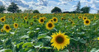 Giant sunflower trail opens at farm with tickets under £2 - www.manchestereveningnews.co.uk - Manchester