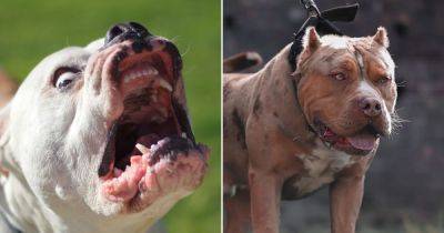 Dangerous bully dogs for sale in UK online marketplaces without any checks - www.dailyrecord.co.uk - Britain - USA - Birmingham
