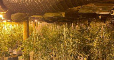 Inside the huge cannabis farm where more than 400 plants were found - www.manchestereveningnews.co.uk - county Oldham - city Great Manchester