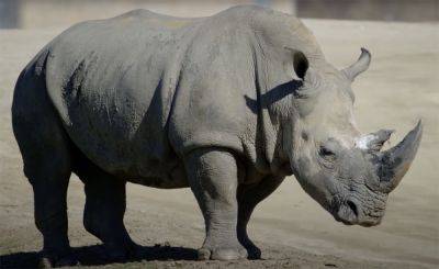 Zookeeper Crushed To Death & Another Injured In Tragic Mishap During Rhino Feeding - perezhilton.com - Austria - Germany