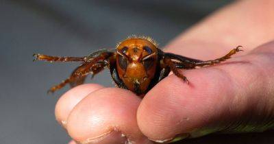 Full-scale invasion of deadly Asian hornets is 'inevitable' experts warn as record number of nests found in UK - www.manchestereveningnews.co.uk - Britain - France - county Andrew