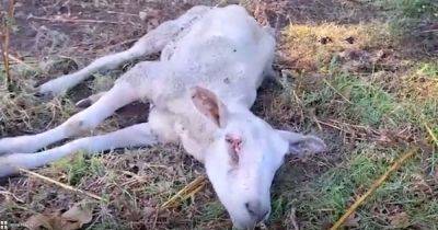 Horrifying footage shows sheep found 'ripped to shreds' and 'clinging onto life' after suspected dog attack - www.manchestereveningnews.co.uk