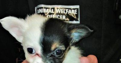 Victim demands jail for puppy farmers who caused 'unspeakable cruelty' - www.dailyrecord.co.uk - Scotland - Ireland
