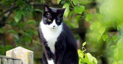 Banish cats from pooing in gardens with simple tip that's good for your plants - www.dailyrecord.co.uk - Britain