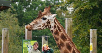 Endangered male giraffe 'makes himself at home' at Scottish safari park - www.dailyrecord.co.uk - Scotland - Dublin - Beyond