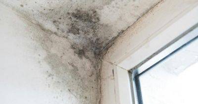Expert shares 65p hack for removing mould from your home - www.manchestereveningnews.co.uk - Britain