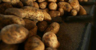 One potato storage hack makes vegetable last 'all winter long' if kept in one area - www.dailyrecord.co.uk - Britain